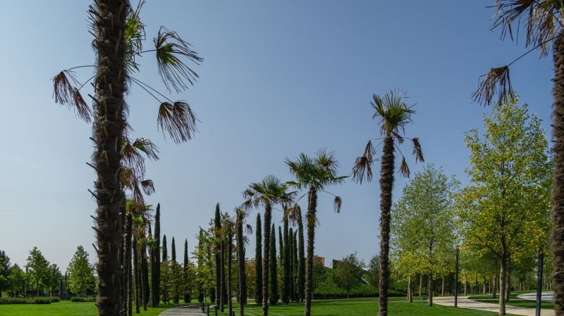 Pine Tree Planting in Ventura County, CA